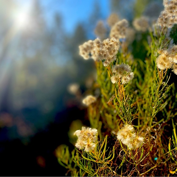 Meet your Posher, Sonia - Picture 1 of 1